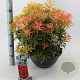 Pieris 'Forest Flame' 30-40 cm 10L