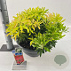Pieris 'Forest Flame' 30-40 cm 10L