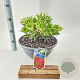Pieris 'Forest Flame' 30-40 cm 10L
