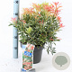 Pieris 'Flaming Silver' 25-35 cm 5,0L