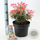 Pieris 'Flaming Silver' 25-35 cm 5,0L
