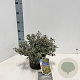 Pieris jap. 'Little Frosty' 20-25 cm 3,0L