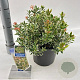 Pieris jap. 'Little Frosty' 20-25 cm 3,0L