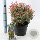 Pieris jap. 'Little Frosty' 30-40 cm 5,0L