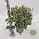 Pieris jap. 'Little Frosty' 30-40 cm 5,0L