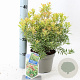 Pieris jap. 'Little Goldy' 20-25 cm 3,0L