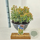 Pieris jap. 'Little Heath' 30-40 cm 7L