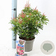 Pieris jap. 'Passion' 20-25 cm 3,0L