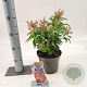 Pieris jap. 'Passion' 20-25 cm 3,0L