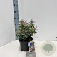 Pieris jap. Ralto Rose 30-40 cm 3,0L