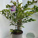 Prunus accolade 100-120 cm 10L