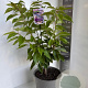 Prunus accolade 100-120 cm 10L