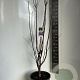 Prunus cer. Crimson Pointe 100-120 cm 10L