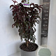 Prunus cer. Crimson Pointe 100-120 cm 10L