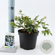 Prunus incisa 'Kojou-no-mai' 25-30 cm 2,0L