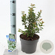Prunus incisa 'Kojou-no-mai' 25-30 cm 2,0L