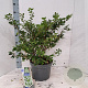 Prunus incisa 'Kojou-no-mai' 40-50 cm 10L