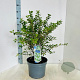 Prunus incisa 'Kojou-no-mai' 40-50 cm 10L