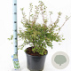 Prunus incisa 'Kojou-no-mai' 40-50 cm 10L
