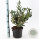 Prunus l. 'Otto Luyken' 30-40 cm 5,0L