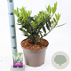 Prunus l. 'Otto Luyken' 30-40 cm 5,0L