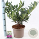 Prunus l. 'Otto Luyken' 30-40 cm 5,0L