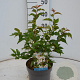 Prunus nipponica 'Brillant' 40-50 cm 3,0L