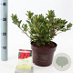 Rhododendron Encore Autumn Fire 25-30 cm 3,0L