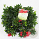 Rhododendron Encore Autumn Fire 30-35 cm 5,0L