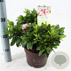 Rhododendron Enc. Autumn Starburst 25-30 cm 3,0L