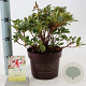 Rhododendron Enc. Autumn Starburst 25-30 cm 3,0L