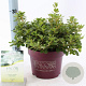 Rhododendron Encore Pure Wh. Julia 25-30 cm 3,0L