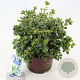 Rhododendron Encore Pure Wh. Julia 30-35 cm 5,0L