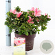 Rhododendron Encore Sunburst 25-30 cm 3,0L