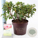 Rhododendron Encore Sunburst 25-30 cm 3,0L