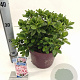 Rhododendron Encore Sunburst 30-35 cm 5,0L