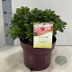 Rhododendron Encore Sunburst 30-35 cm 5,0L