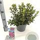Rhododendron (AJ) Geisha Purple 20-25 cm 3,0L