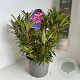 Rhododendron (AP) 'Graziella' 30-40 cm 5,0L