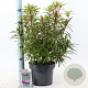Rhododendron (AP) 'Graziella' 30-40 cm 5,0L