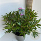 Rhododendron (AP) 'Graziella' 30-40 cm 5,0L