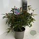 Rhododendron (AP) 'Graziella' 30-40 cm 5,0L