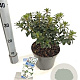 Rhododendron (AJ) 'Hisako' 20-25 cm 3,0L