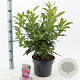 Rhododendron (AV) 'Jolie Madame' 30-40 cm 5,0L