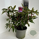 Rhododendron 'Marie Forte' 30-40 cm 5,0L