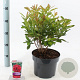 Rhododendron 'Nabucco' 30-40 cm 5,0L