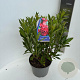 Rhododendron 'Nabucco' 30-40 cm 5,0L