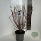 Rhododendron viscosum 30-40 cm 5,0L