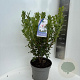 Rhododendron viscosum 30-40 cm 5,0L
