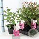 Rosa (F) Princess Claire of Belgium 10-15 cm C1.5